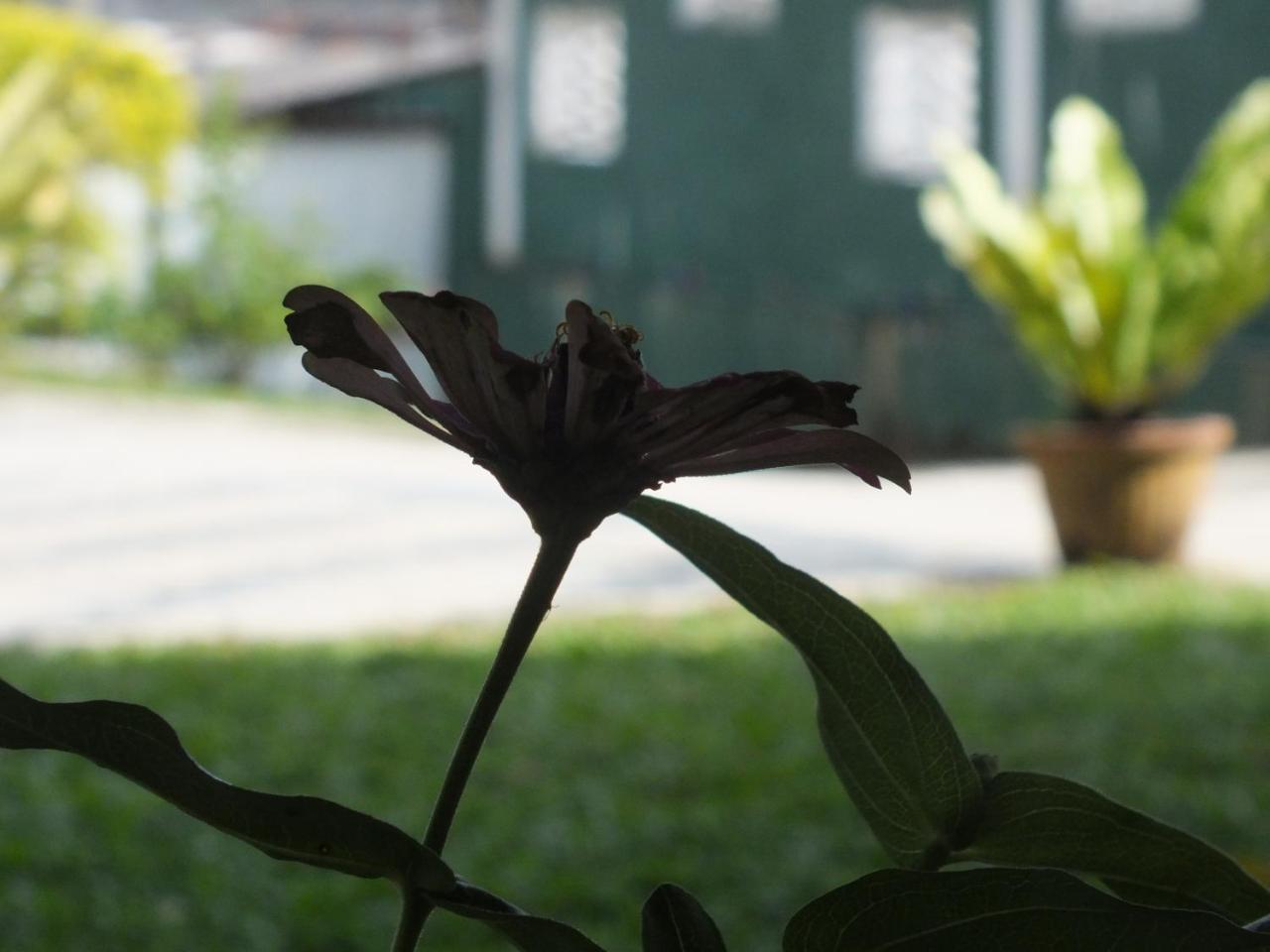 Hillsview Rest & Guest House Matale Exterior photo